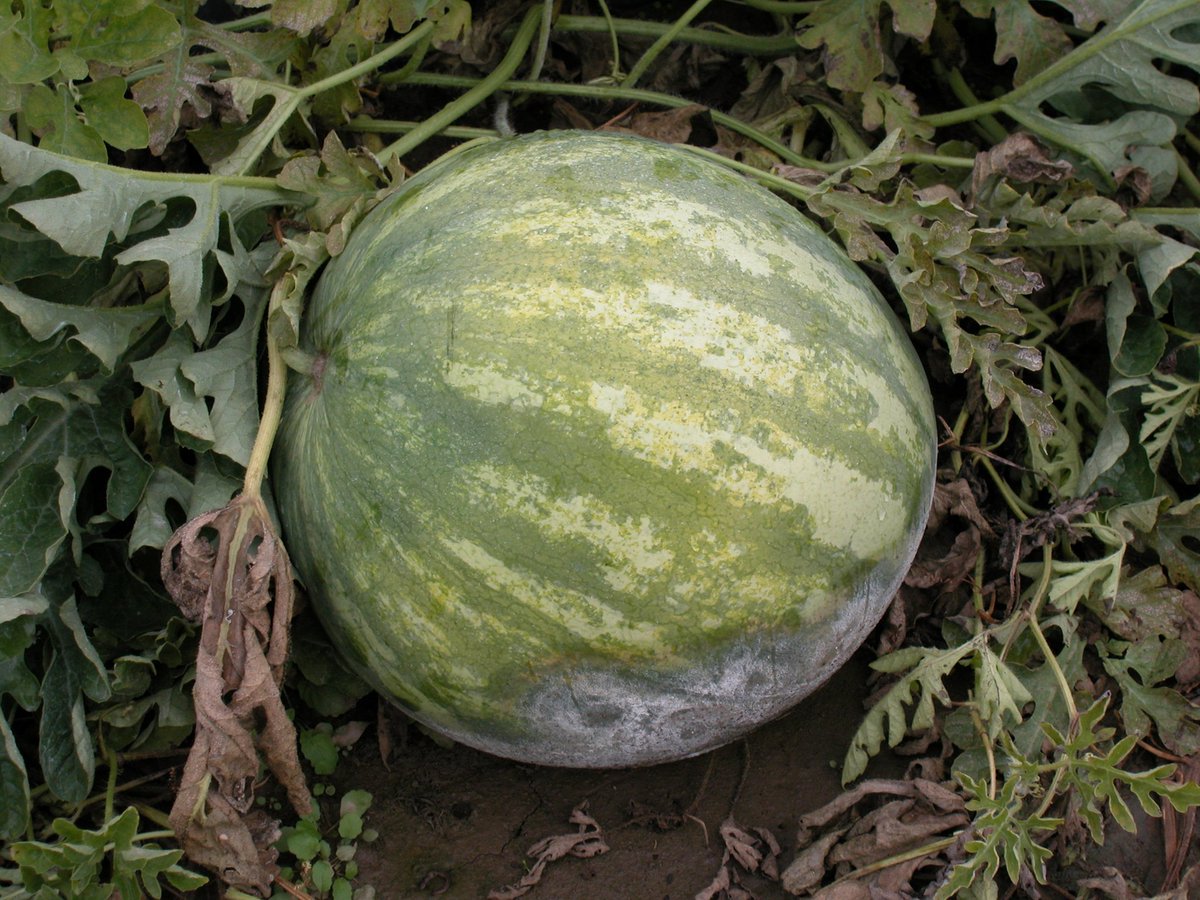 Penn State Extension Veggies, Berries, Mushrooms tweet media