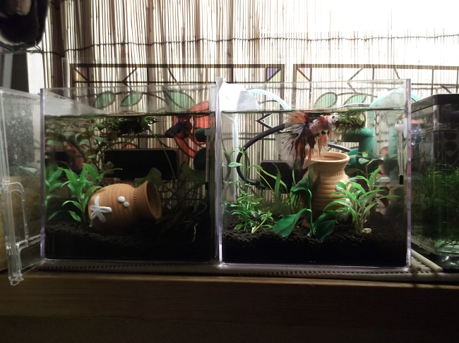 りんごろう あと 探しまくってたバク玉の代わりになる 水作さんからでてる 輝き石ｌもゲットー 画像は公式から拝借 探してたんだ 脱窒バクテリアが住みつける石 既に納豆菌が入ってるっぽいけど タコ壺の下の台座として入れました 水質