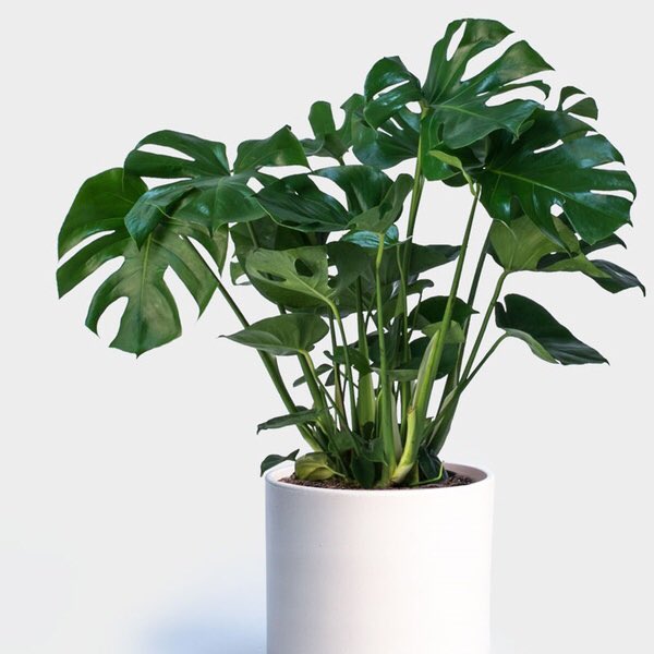 Les Monstera- Depuis quelques années, les espèces disponibles se multiplient- Tolère l’ombre mais poussera beaucoup plus vite avec une bonne luminosité toujours sans soleil direct- Apprécie un sol bien frais et supporte d’avoir les racines dans l’eau- Bouturage très facile