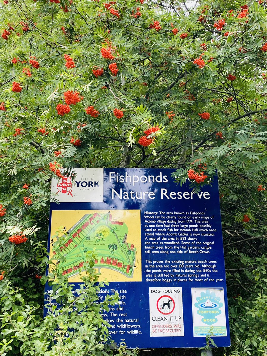 EventyHelen's tweet photo. Went for an #AcombAmble this morning &amp; discovered a part of #york i’ve never been to! #Walking #KeepMoving #MoveTheMasses @MTMcharity https://t.co/xK2aqXtYeJ
