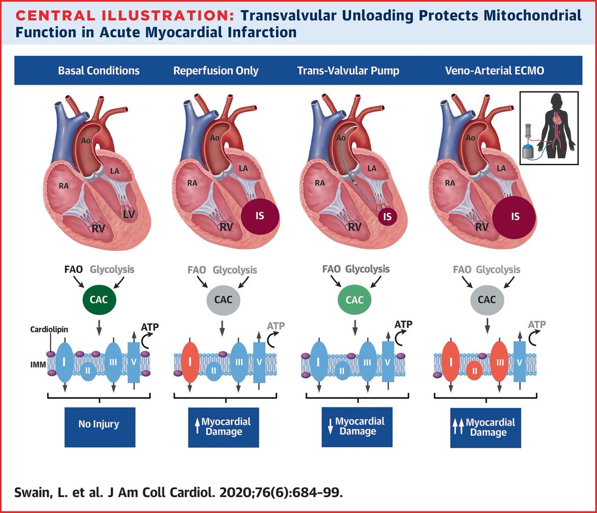 Mechanical left ventricular unloading before coronary reperfusion is emerging as a potential approach to reduce infarct size. Data from the #STEMI-Door to Unload trial was analyzed to determine infarct size and mitochondrial function. Learn more w/ #JACC: bit.ly/2BYUASV