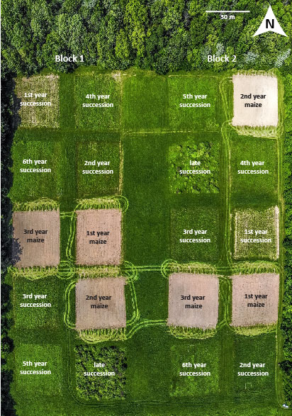 Kessler Laboratory (@kessler_lab) on Twitter photo New study on how goldenrod plants use different anti-herbivore defense strategies over community succession: researchgate.net/publication/34… New study on how goldenrod plants use different anti-herbivore defense strategies over community succession: researchgate.net/publication/34…