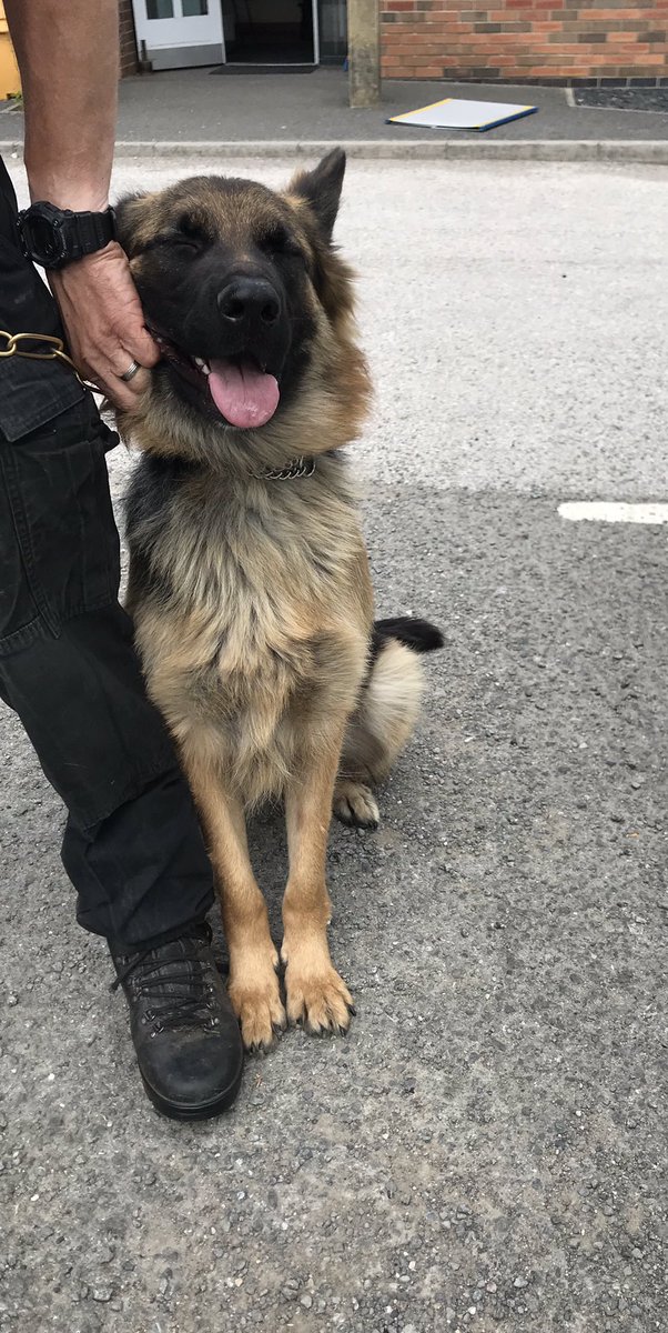 DerbysDogPolice's tweet photo. PD Nell’s first operational shift, first job locates a high risk suicidal missing person in a field. Male now receiving the necessary care & support. #GoNell #GodGirl https://t.co/BbgbNiwnQc