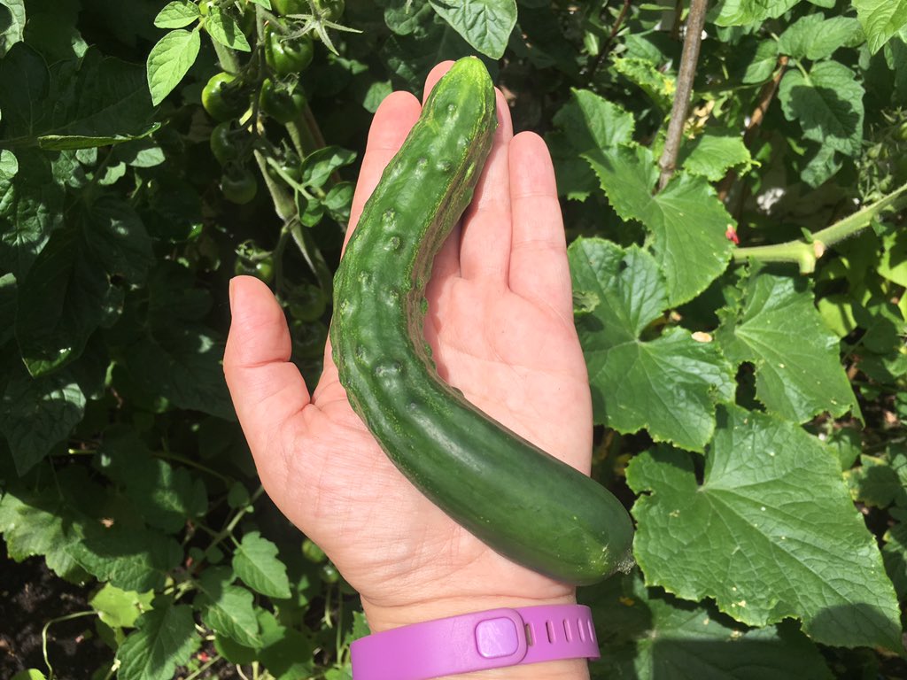 AN ACTUAL BLOODY CUCUMBER! I grew this! Can't believe that I, a total dumb arse about gardening just four months ago, managed to grow some real food myself - am shocked daily by what I've accomplished. So happy! And it's DELICIOUS. 