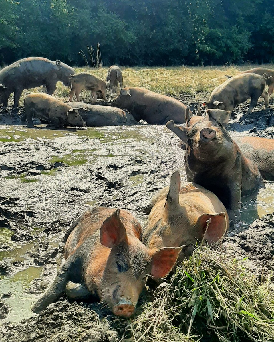 theLincFarm's tweet photo. Morning rain to freshen up the afternoon wallow. Everyone on the farm is grateful for any rain we can get these days! Droughts are quite possibly the most stressful "events" for farmers and they're only becoming more common.
#freerange #forestpigs #pastureraised #farmlife https://t.co/s6aXEfGRDa