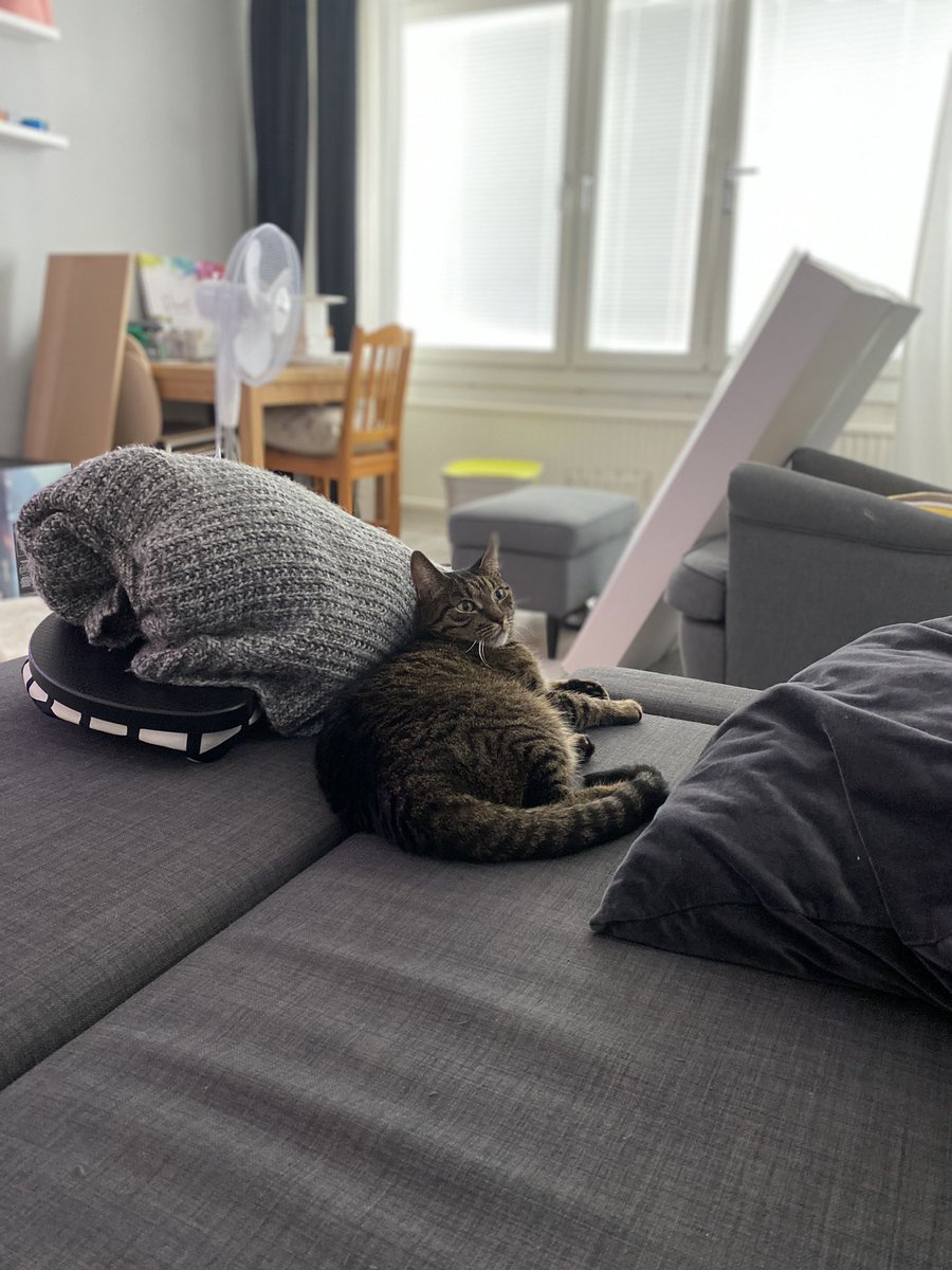 arlieplays's tweet photo. Heโs a model! #catlas https://t.co/eUJH6zKru2
