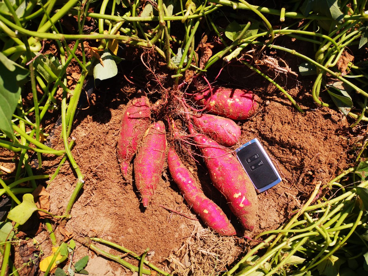 NativaLand's tweet photo. This is the superb Murasaki! The slips were transplanted in 30th April! If you are looking for a white pulp variety, Murasaki it is an excellent choice! https://t.co/6XaZqfDDIf