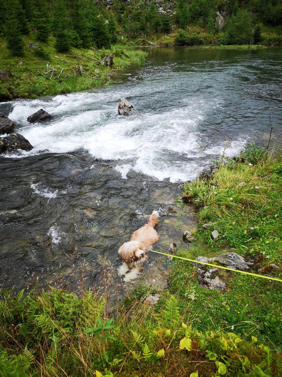 dexterS_i's tweet photo. It's cold, it's wet. I love it #styria https://t.co/TbYTQHAbJT