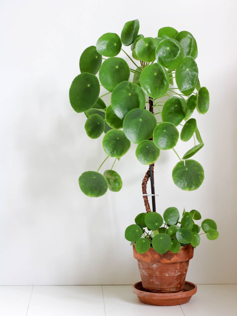 Le Pilea peperomioides- Très à la mode il y a quelques années- Demande une très bonne luminosité, tourner régulièrement le pot car les feuilles suivent la lumière- Un substrat toujours frais mais bien drainé, pas d’eau stagnante- Les rejets se bouturent facilement dans l’eau