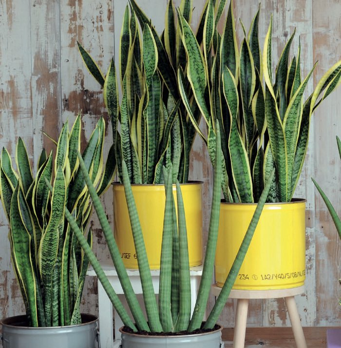 Les Sansevieria- Plusieurs espèces disponibles, avec toutes le même entretien- Un substrat bien drainé, un arrosage toutes les 3-4 semaines, supporte très bien les oublis d’arrosage- Tolère l’ombre comme le plein soleil- Plante très résistante, idéale pour les débutant-e-s