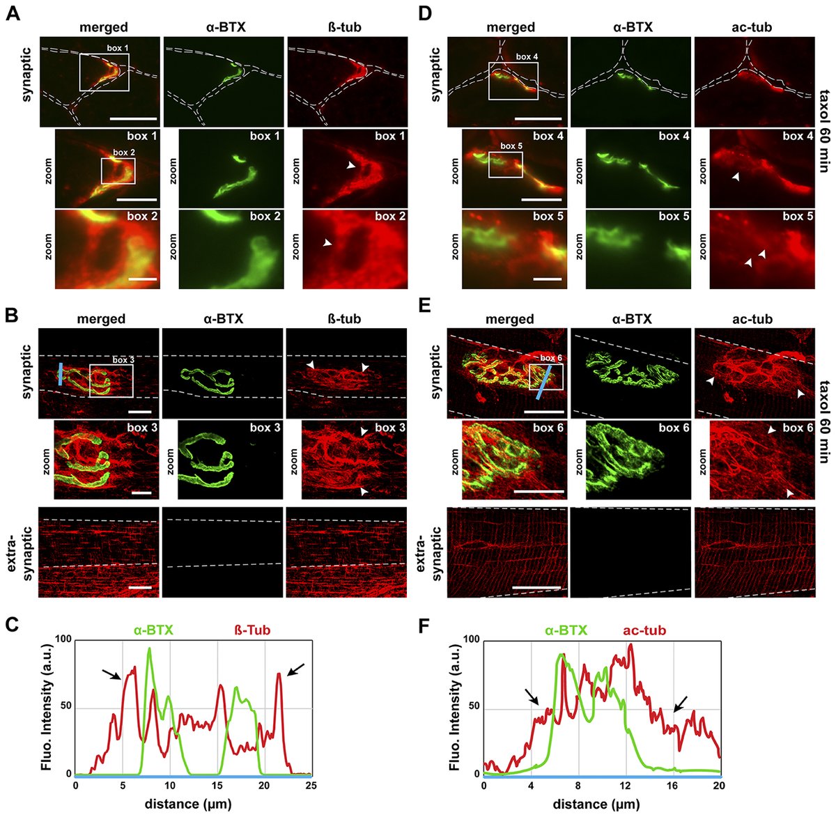 Journal of Cell Biology tweet media