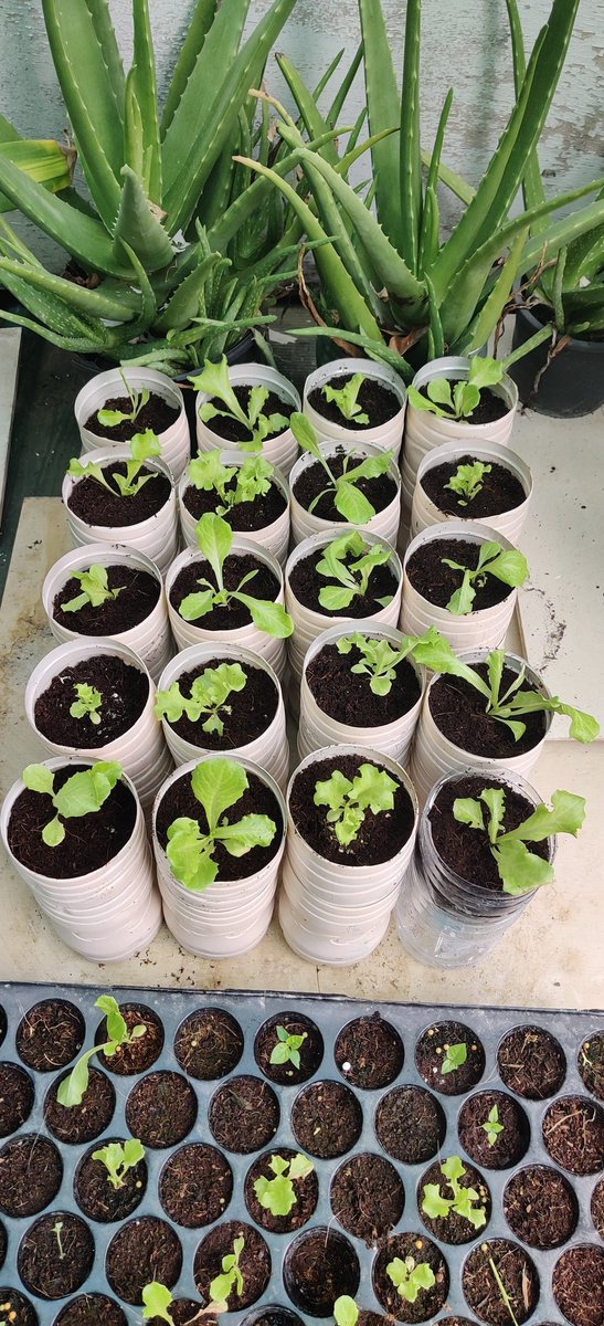 adamadheel's tweet photo. Couple of empty bottles (free), coco peat for 18 bottles rough total RF30/- collected rain water (free), nutrient solution cost rough total RF35/- spare paint at home = manual hydroponics to grw fresh lettuce 👍. Current market value of 1kg lettuce = RF60 - 80/- 🤷‍♂️ https://t.co/bHwXr141am