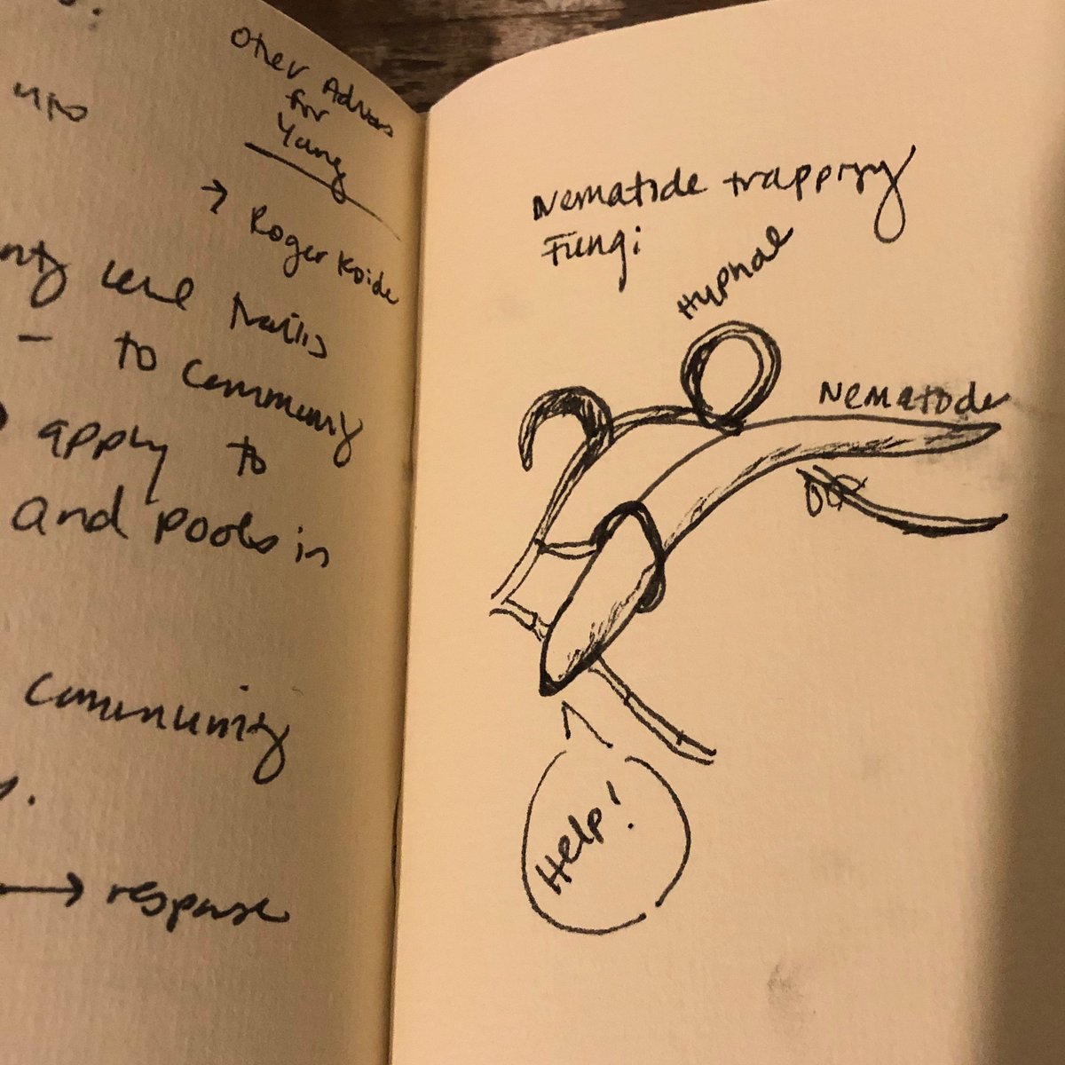 My favorite below-ground organism = Nematode Trapping Fungi. My drawing doesn't do the hyphal lasso justice 🤠#EcoUnderground2020