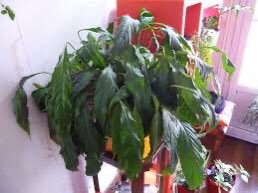 Le Spathiphyllum- Plante très facile- Les feuilles fanent quand elle a trop soif (img 4), la laisser tremper une nuit dans un seau d’eau suffit à la faire repartir- Apprécie une bonne hygrométrie, supporte l’eau stagnante- Demande une bonne luminosité pour refleurir