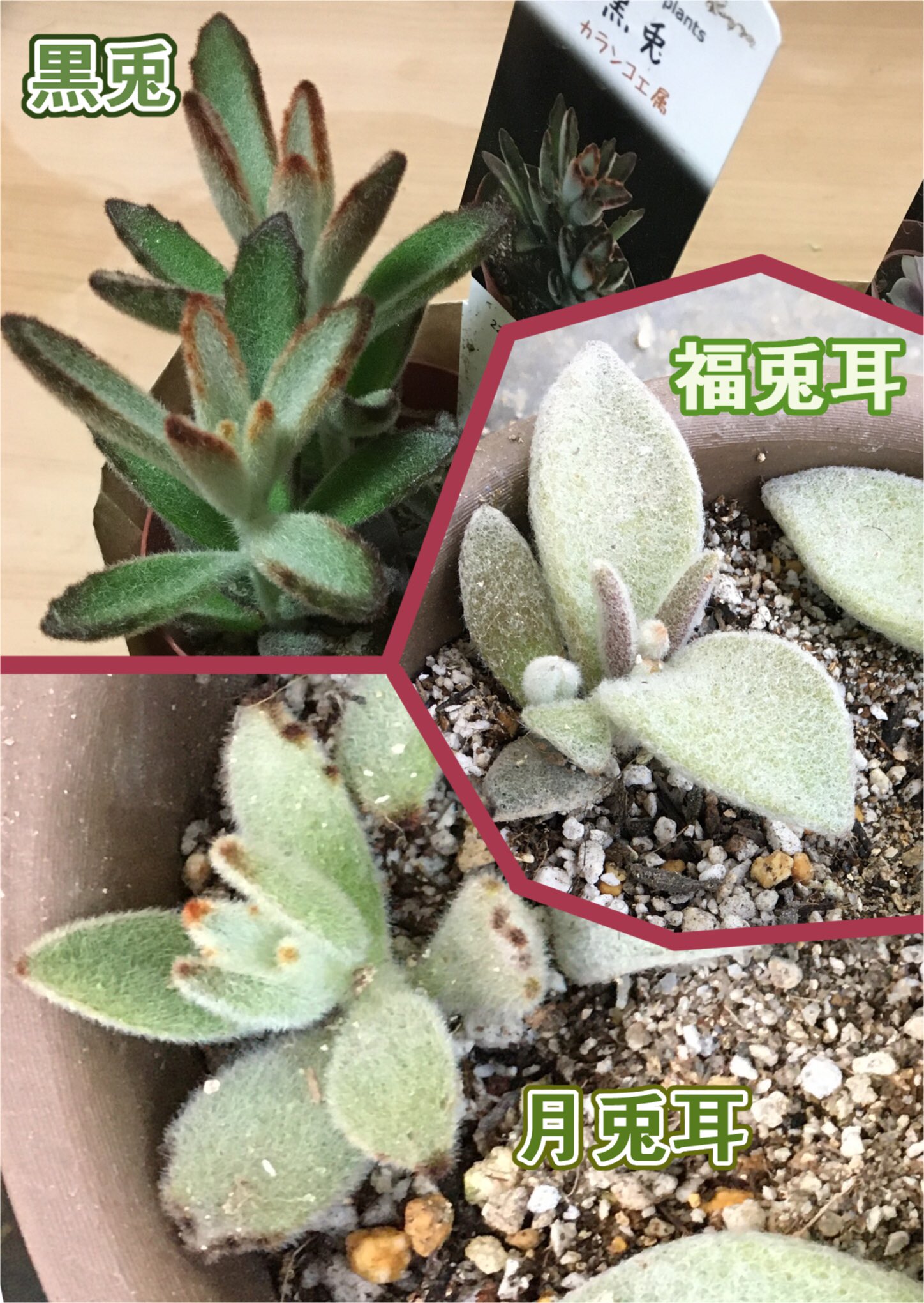 تويتر 黄緑レガデーラ 多肉植物アカ على تويتر 多肉植物擬人化 月兎耳 福兎耳 黒兎の擬人化です カランコエ属のうさ耳系 モフモフのうさ耳みたいな葉の多肉植物 毛で暖かそうだけど 皆寒さに弱いんです T Co Otfjzrs7qc