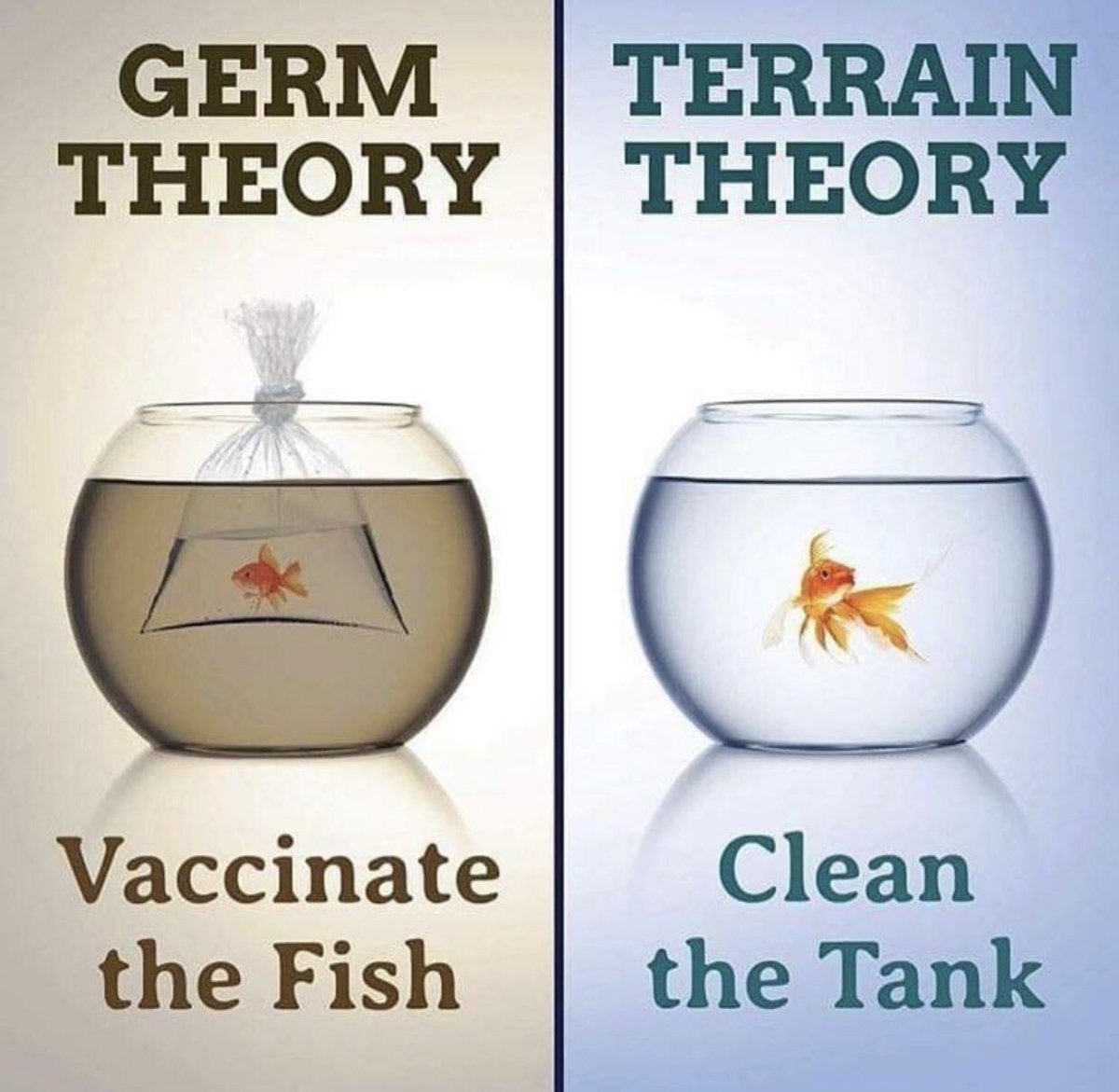 Bechamp believed that we should remove the dog poo (clean the host) to be healthy...His stance was , the flies(germs) cant live in a healthy host (human body) because there is no dog poo to attract them