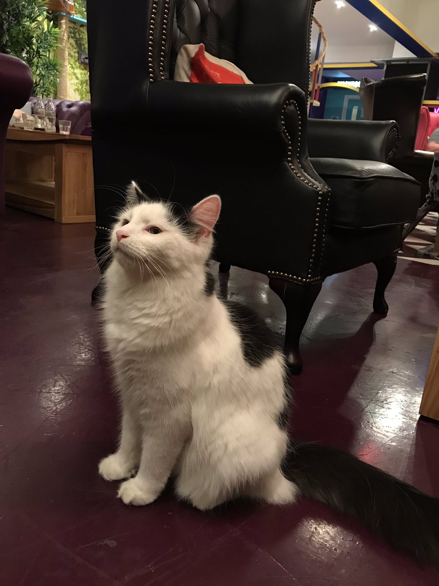 thebookshelf's tweet photo. Taking a break from editing books to pet cats at Kitty Cafe Birmingham - this little cutey is Clyde with a sister called Bonnie.🤍🐱

#cats #catlover #kittycafe #ilovecats #booknames #bonnieandclyde https://t.co/c9fWlA6W43