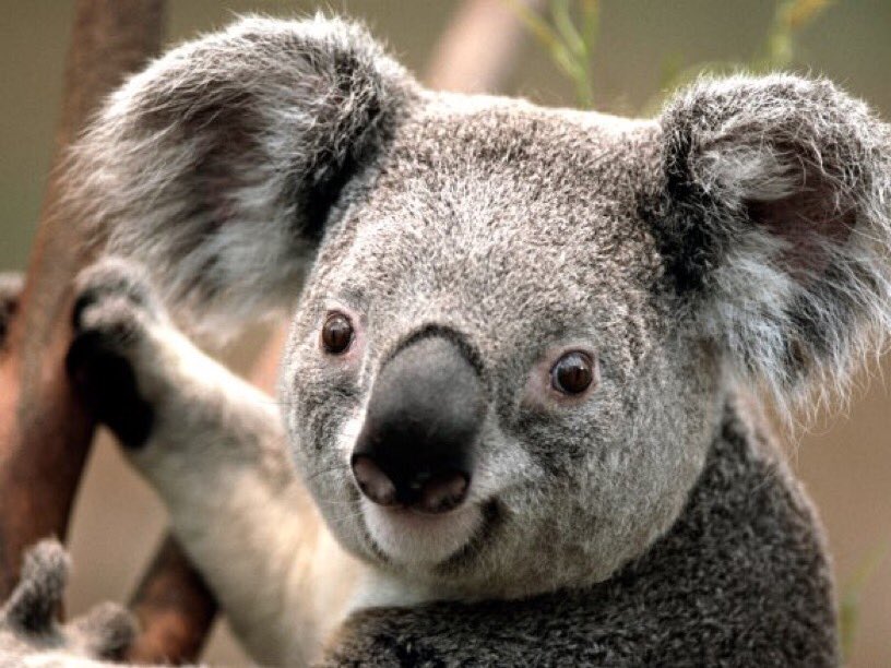 a koala