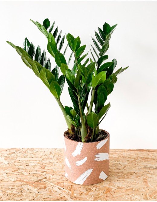 Le Zamioculcas- Plante là aussi très facile à entretenir, adaptée comme première plante- Demande un arrosage toutes les 2-3 semaines, mais supporte les oublis- Un substrat bien drainé, et une bonne luminosité- Le pot est souvent trop petit à l’achat, prévoir un rempotage