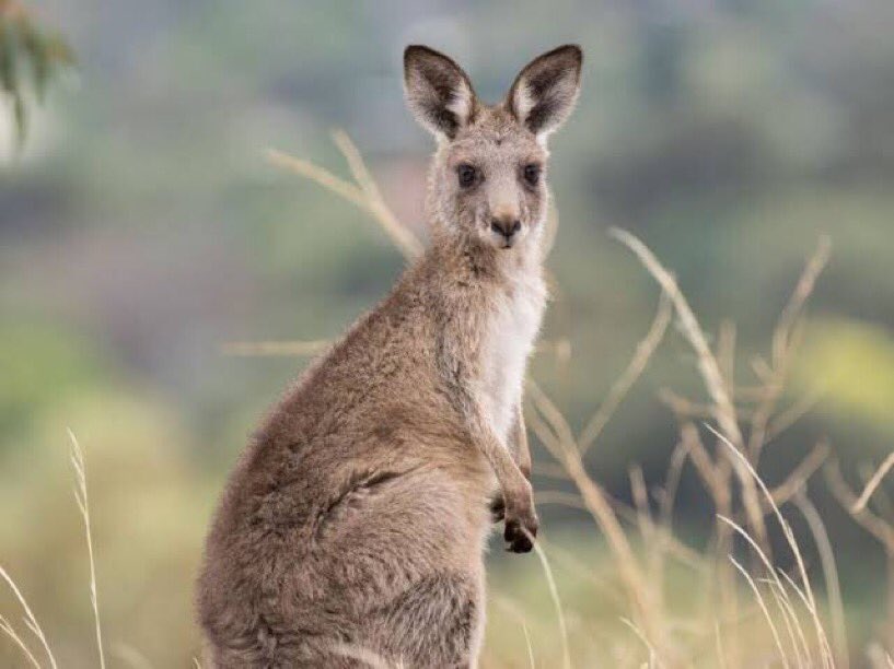 a kangaroo