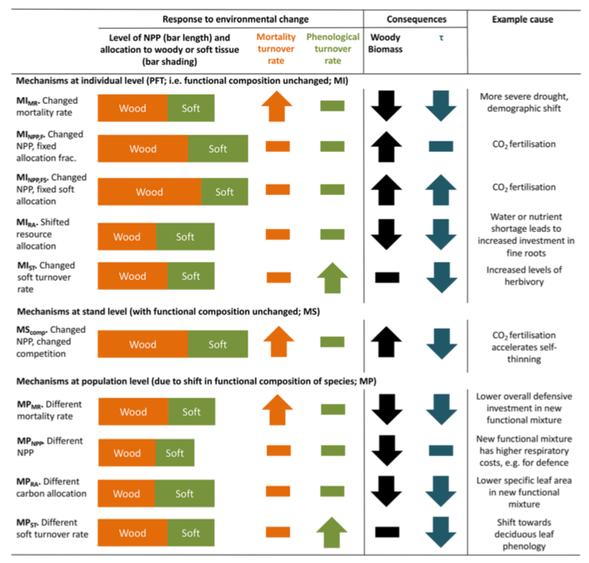 7. There were different hypotheses on whether NPP gains from elevated CO2 were invested relatively equally across all tissues, or primarily in wood. This assumption is incredibly influential for future changes in biomass turnover time (2nd/3rd row in pic).9/n