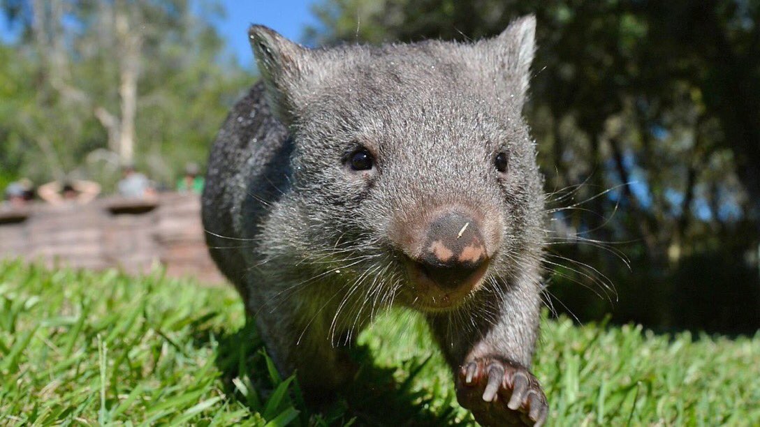 a wombat