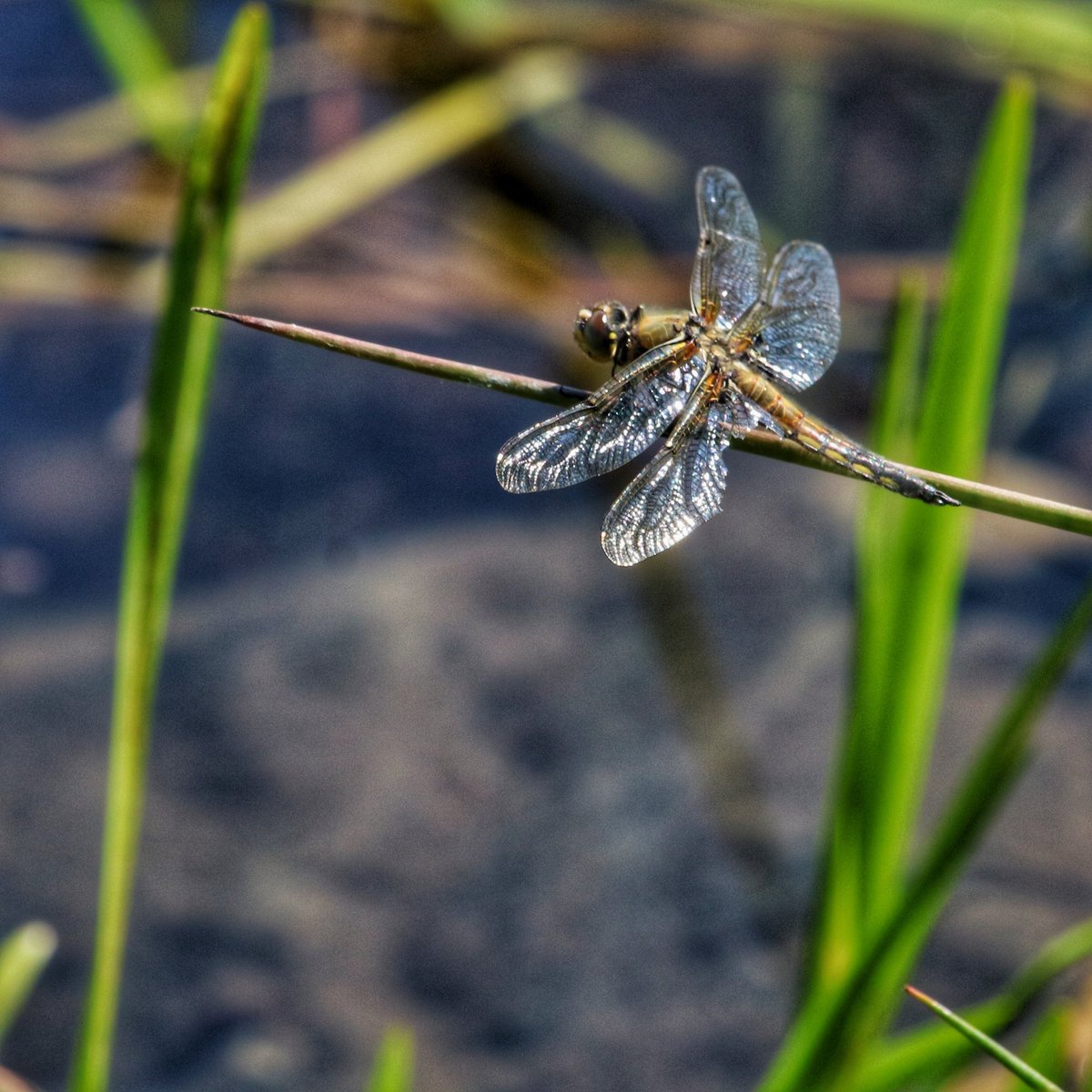 dragonflyhiker's tweet image. This guy looks like he had a run in #dragonfly #nature #trails #hiking #dragonflies
