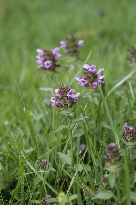 Prunella vulgaris, Self-heal, has several colour variants, including pink & white. A very long flowering period, June to Nov, it reblooms rapidly after mowing. So very useful for pollinators. It’s a larval host for around 19 spp. of invertebrates  @WebsWild  #wildwebswednesday