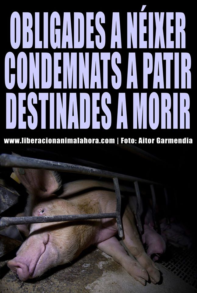 LiberaciónAnimalBCN tweet media