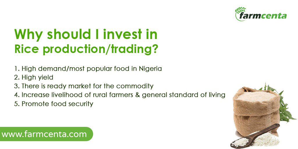 farmcenta's tweet photo. It is safe to say that rice is one of the most profitable agric business in Nigeria.

Investing in rice production will help to scale up rural farmers, increase supply and overall help to promote Zero Hunger.

#agricinvestment #riceproduction #ricetrading #rice #zerohunger https://t.co/PmoT8vBuvd