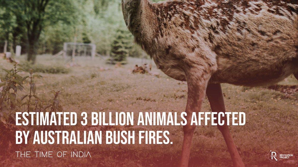 revpro_'s tweet photo. Australia's unprecedented 2019/20 bushfires have left heartbreaking consequences for nature and wildlife. 
-
#bushfires #environment #climatechange #globalwarming #revolutionproject #sustainablesolution #sustainableimpact #csrinnepal #csr #conservation https://t.co/KnZJ1CHDhZ