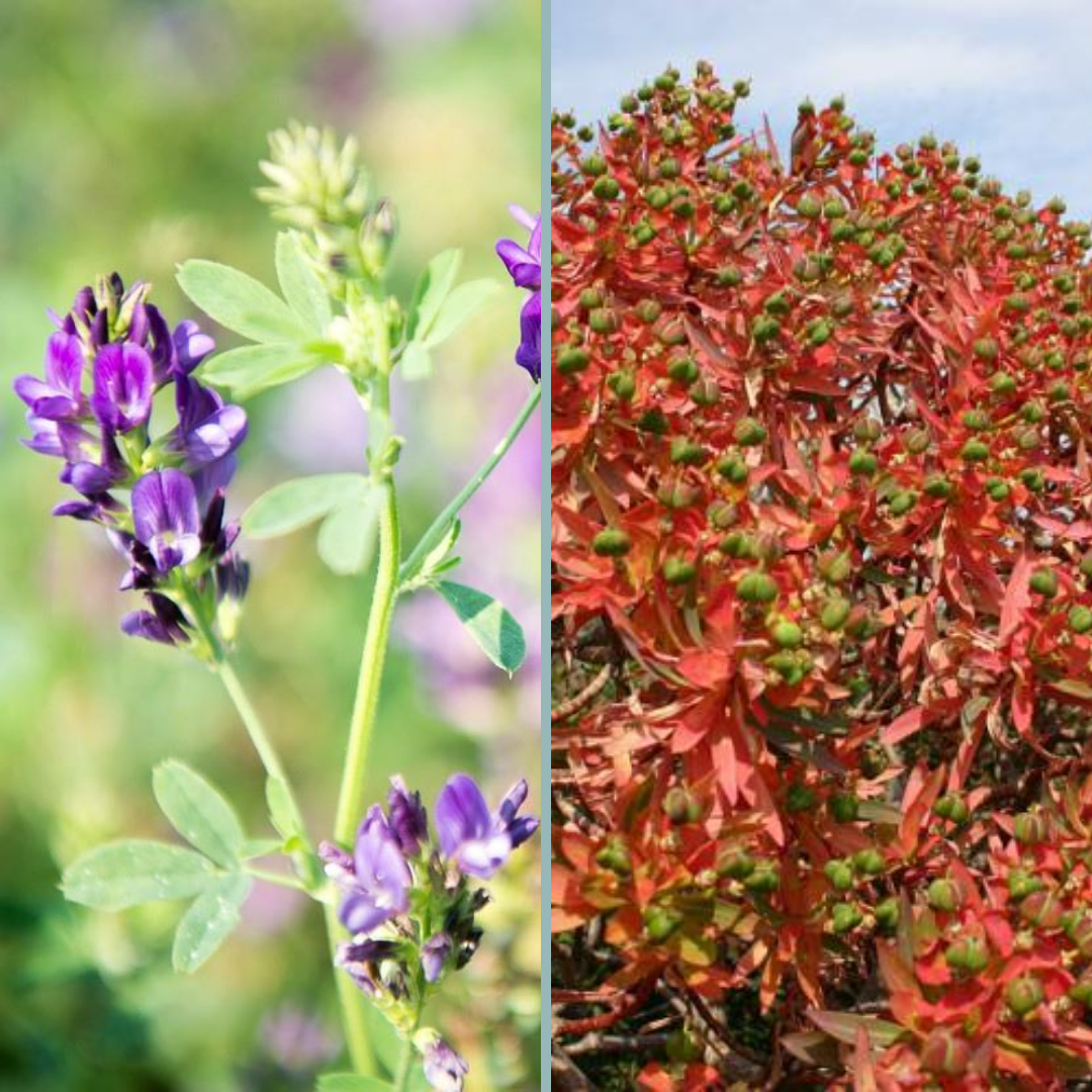 FranceintheUK's tweet photo. Did you know we're on Instagram? Throughout the month of August we'll be showcasing France's environmental credentials and featuring the best areas for biodiversity. Be sure to follow us! #EcoAugust
➡️https://t.co/QBTunZC5ed https://t.co/iZu23hzdGT