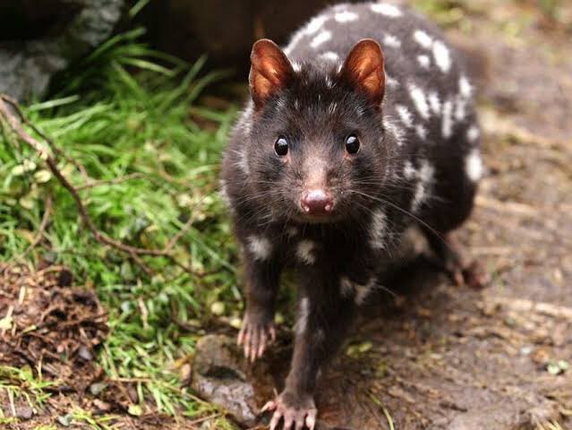 a quoll