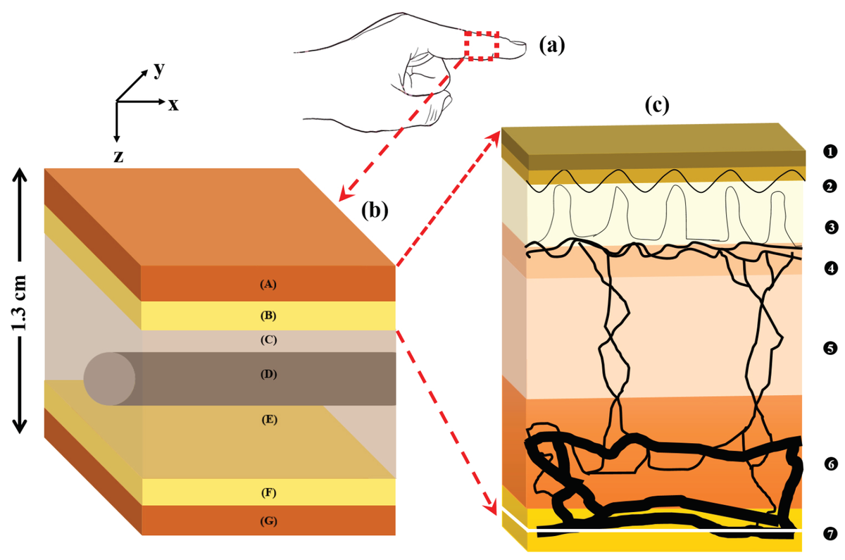 Sensors_MDPI's tweet photo. #MonteCarlo Analysis of Optical Interactions in Reflectance and Transmittance Finger #Photoplethysmography
by Subhasri Chatterjee and Panayiotis A. Kyriacou @chatterjeesubs @PKyriacou2 @RCBE_City
👉https://t.co/EY8wlPE25B

#calibrationcurve
#pulsatiletissue
#oxygensaturation https://t.co/wYAsN3M9Pk
