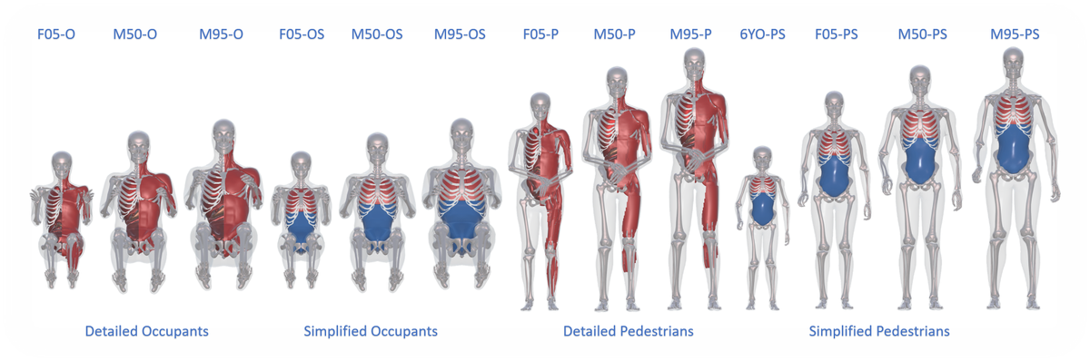 ElemanceLLC's tweet photo. Are you interested in academic research using FE #HumanBodyModels? Elemance offers FREE #GHBMC licenses for academic use to qualified universities. To request more information, fill out a contact form:
https://t.co/Iau2cOYh4g https://t.co/QbRe0cSb8j