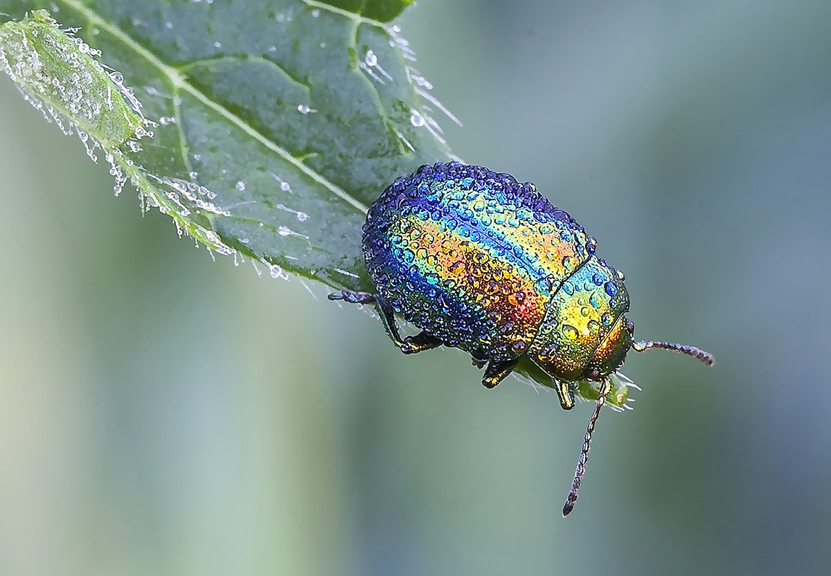 Chrysolina fastuosa, Dead-Nettle Leaf Beetle, is a Lamiaceae specialist, the adult feeds on the leaves of deadnettles & mints in a range of mainly damp habitats. It lays eggs beneath the leaves in mid- to late summer and pupates in the soil Pic by Shirokikh124, CC BY 4.0