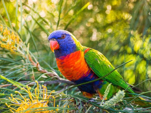 a rainbow lorikeet