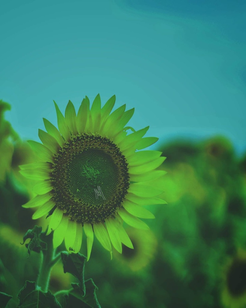 manishekm's tweet photo. "In joy and in sadness, flowers are our constant friends"
#sunflower #flowers  #flower #flowerstagram #flower_daily #nature  #flowerpower #flowersofinstagram #flowermagic #flower_special_  #flowerslovers #floweroftheday  #flower_perfection #naturephotogr… https://t.co/23nk7rHfEf https://t.co/nNcKvy3Me2