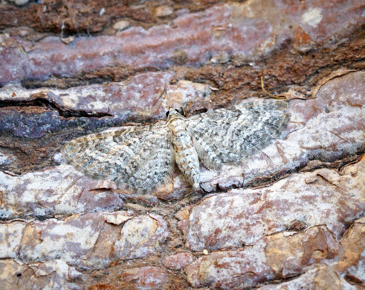 Eupithecia subumbrata, Shaded Pug, larvae feed on the flowers of various Lamiaceae, including Self-heal & Origanum vulgare, but is also found on Gentianella campestris and G. amarella Field & Autumn Gentian respectively. Pic by Ben Sale, CC BY 2.0