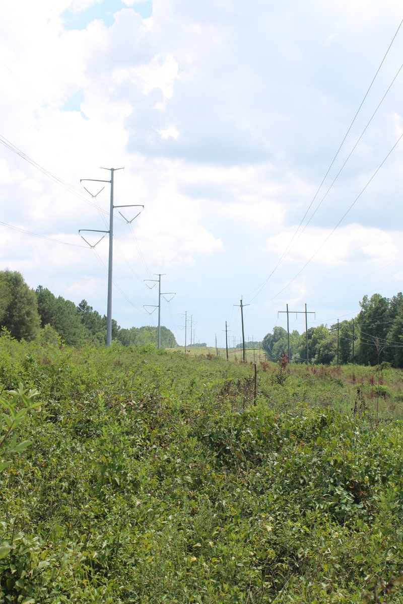 3/ We are working to identify Piedmont Prairie among powerline Right-of-Ways. ROWs provide great opportunities for Piedmont prairie conservation due to their preservation in early successional habitat and their broad ranging connectivity.