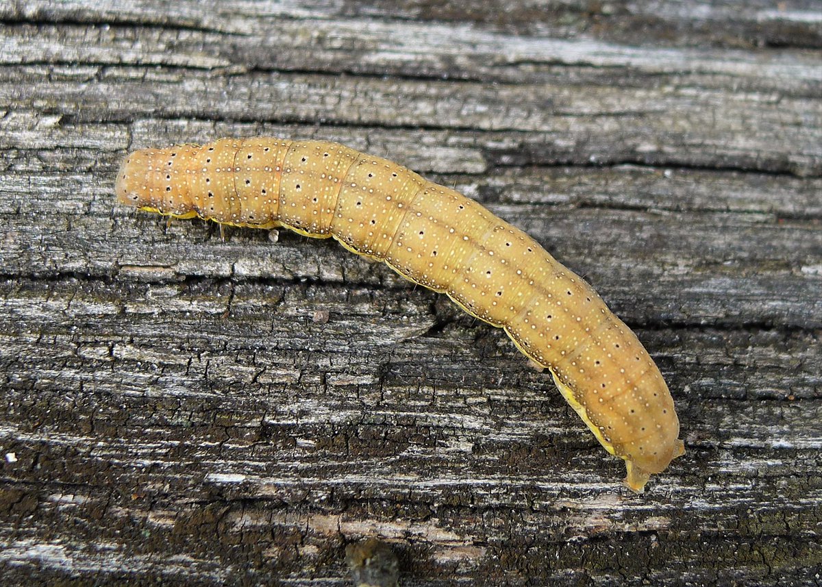 Lacanobia oleracea, Bright-line Brown-eye. Strictly speaking larvae are polyphagous on leaves of a range of herbaceous & woody plants, but with a single record on Selfheal (and a fab name). Left, Pic by Gail Hampshire, CC BY 2.0 Right, Pic by Ben Sale, CC BY 2.0