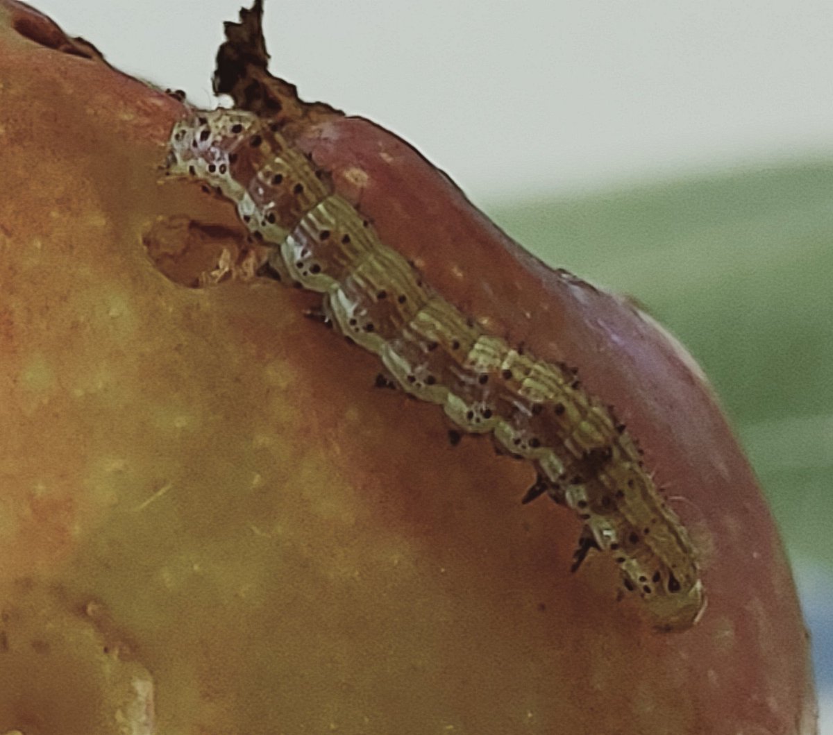 redfaragon's tweet photo. Afortunadamente, #heliothis #HelicoverpaArmigera no visita con frecuencia nuestros frutales. Sin embargo, cuando excepcionalmente lo hace, produce daños tan espectaculares como las de estas #ciruelas. #IPM #GIP #plum #PestControl ##IYPH2020 https://t.co/jHczpJC0EC