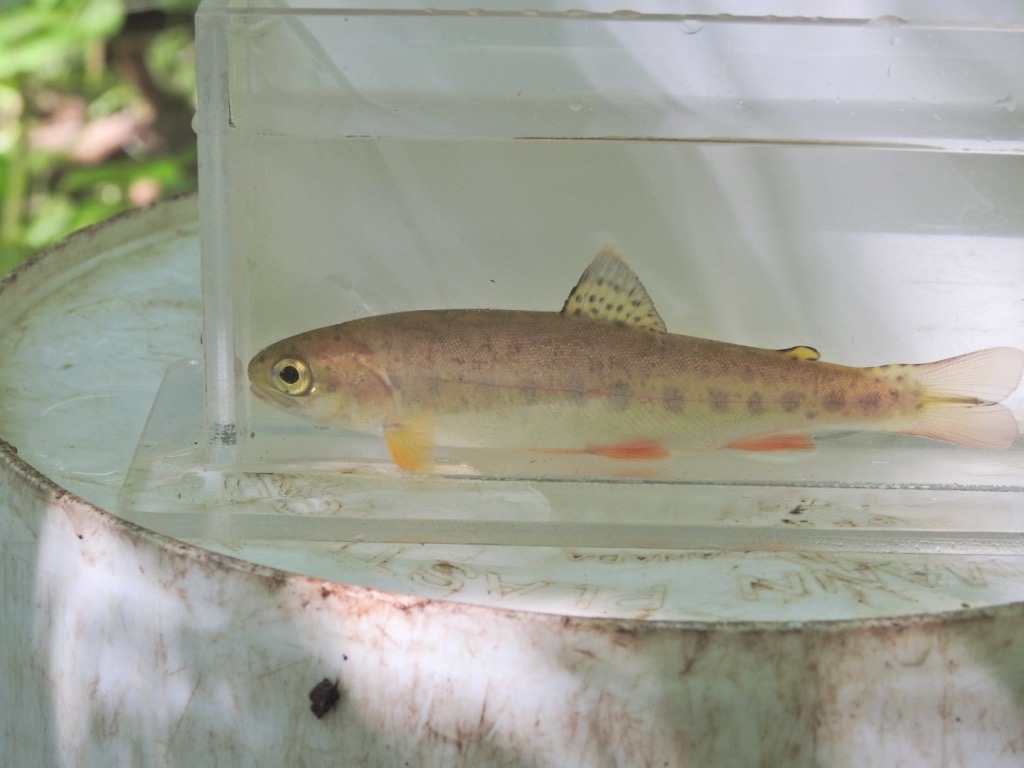 CVC_CA's tweet photo. Field staff have been working hard this morning! 🐟 Look at all these species of fish we caught for monitoring, including Blacknose Dace, Longnose Dace, Coho Salmon, Johnny Darter, Rainbow Trout, Creek Chub, Rainbow Darter. #CVCFieldFinds https://t.co/FDH860RnTj