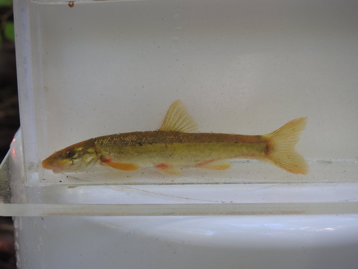 CVC_CA's tweet photo. Field staff have been working hard this morning! 🐟 Look at all these species of fish we caught for monitoring, including Blacknose Dace, Longnose Dace, Coho Salmon, Johnny Darter, Rainbow Trout, Creek Chub, Rainbow Darter. #CVCFieldFinds https://t.co/FDH860RnTj