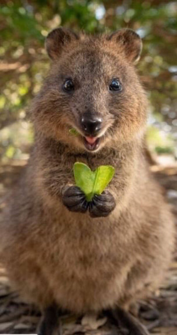 a quokka