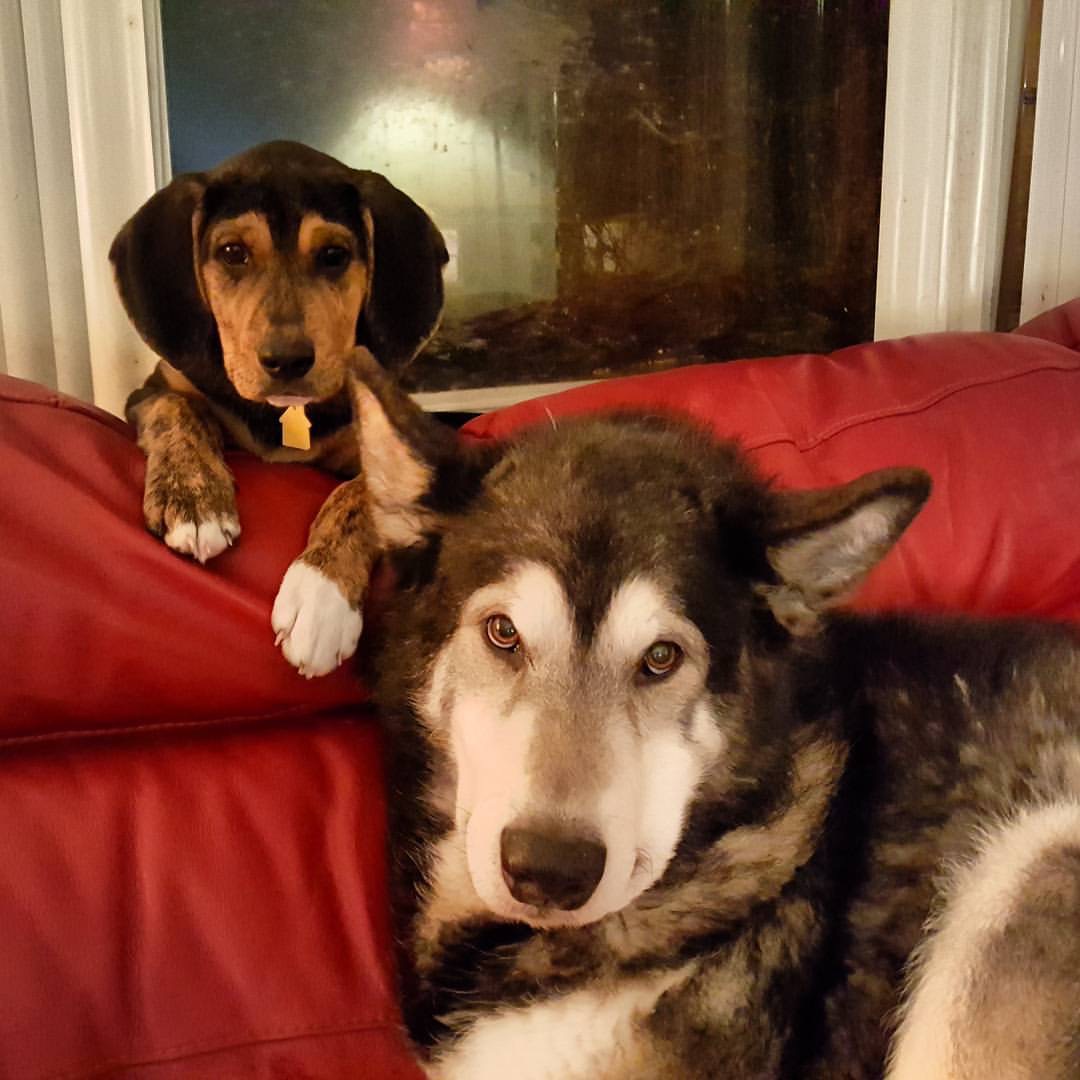 And here's your prize, one more dog photo for the road, courtesy of a young Mr. Toby and his sometimes best friend, Walter.28/28