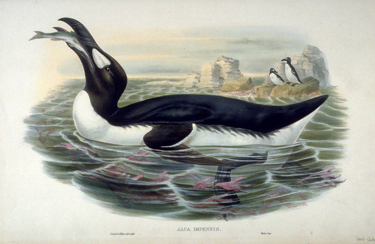 "Why is it called The Auk, you ask?""GREAT question!! It is quite a story!:The Auk refers to the Great Auk, an amazing and beautiful bird species of the North Atlantic. This bird was an awesome swimmer and fish-catcher, and for that reason had given up flying ...