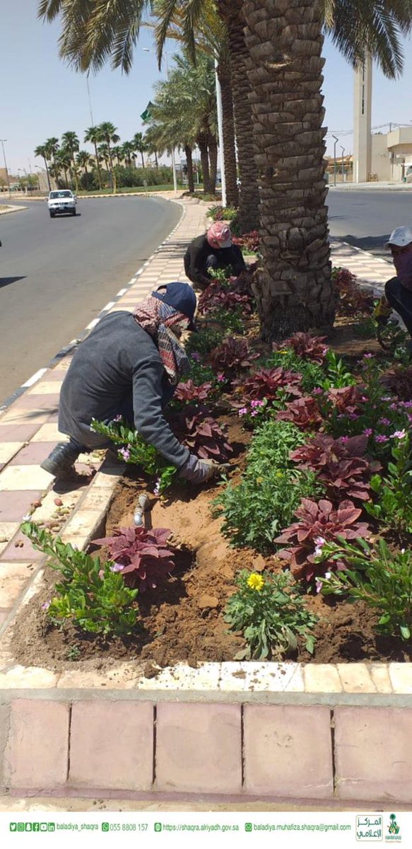 أعمالنا مستمرة
بلدية محافظة شقراء ممثلةً في إدارة الحدائق والتجميل تقوم بتنسيق الزهور وصيانة المسطحات الخضراء