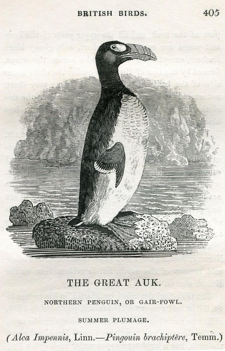 The southern-hemisphere birds that everyone knows as "penguins" were in fact named after Great Auks--the first species to be referred to by that name (scientific name: Pinguinus impennis). Everyone loves penguins, & Great Auks were the original penguins! (but distantly related)