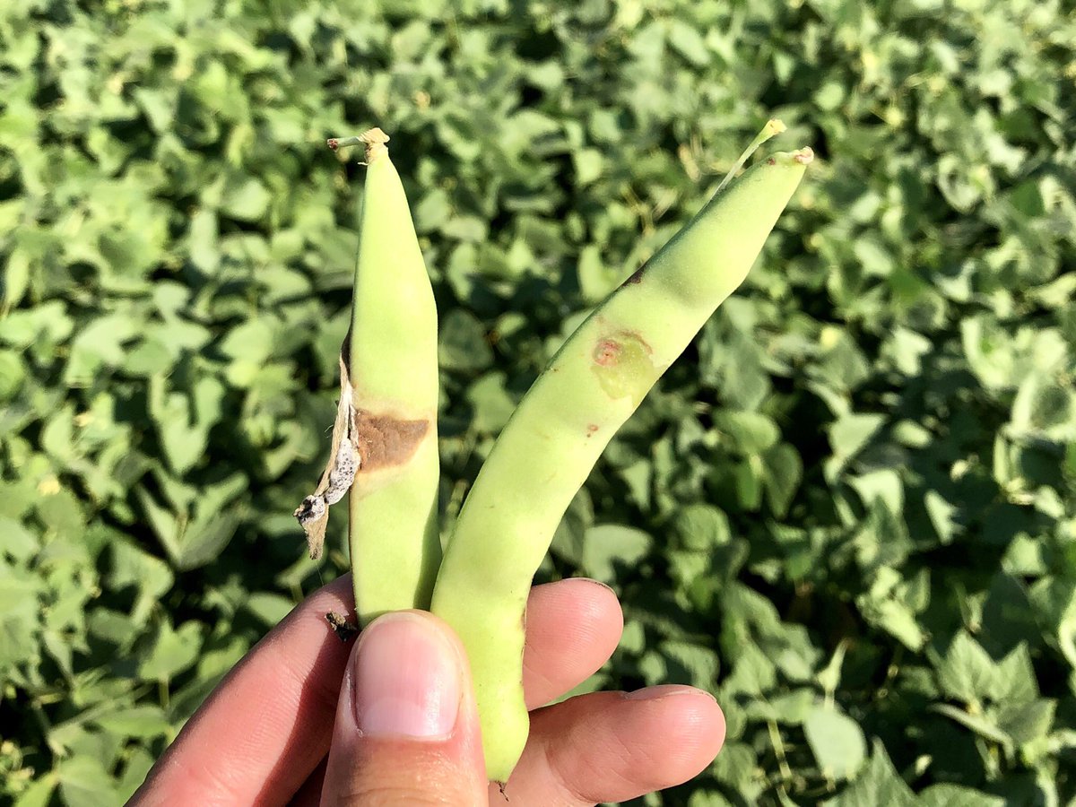 CameronHild's tweet photo. Looking for gold in the huge #pinto #ediblebean #crop20! @MbPulseGrowers https://t.co/0kTc1h4xrs